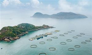 出鱼了 全国首个 成功应用 海洋牧场市场机遇与挑战分析报告