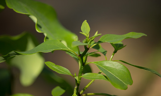 樟脑行业市场现状分析及未来前景趋势