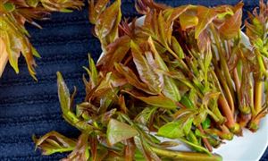 我国香椿种植面积逐年扩大​  我国香椿种植行业市场分析