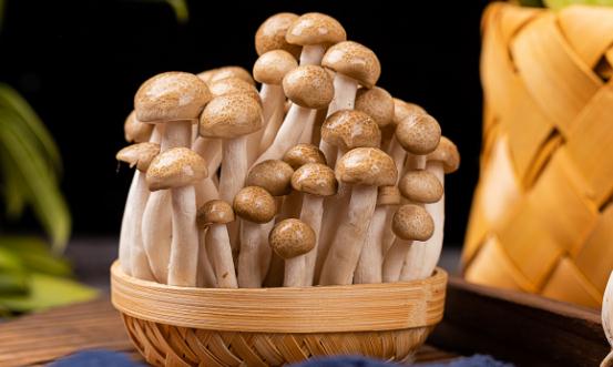 2024食用菌产业现状及未来发展趋势分析