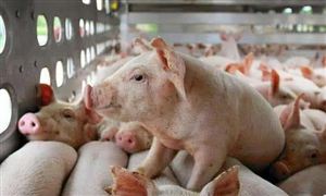 央行称推动价格温和回升 行业拐点在二季度 猪肉深加工行业市场深度分析报告