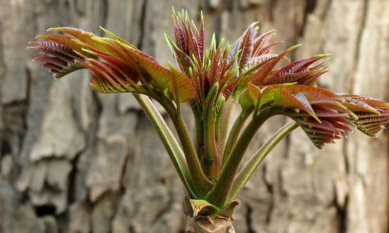 2024香椿种植行业市场现状及成本利润分析