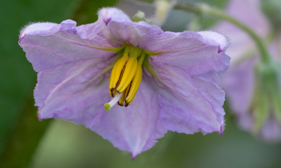茄尼醇行业产业链分析及市场驱动因素