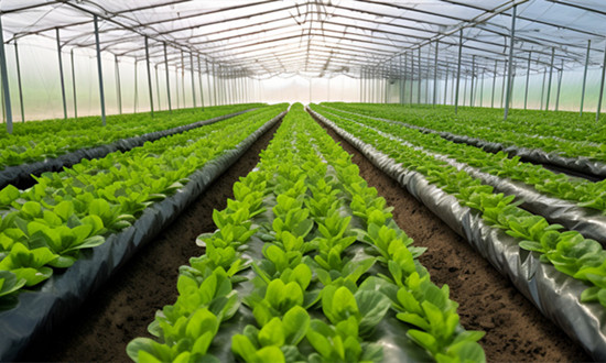 目前已有商业化植物工厂250余座 我国部分植物工厂项目概览