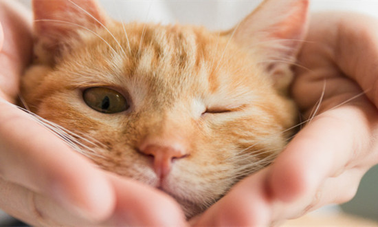 2024中国宠物卫生用品行业市场空间及发展趋势