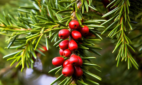红豆杉被称作“植物界的大熊猫” 红豆杉产业未来前景趋势分析