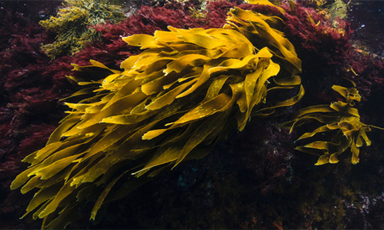 2024中国海藻钾肥行业发展状况及市场需求分析