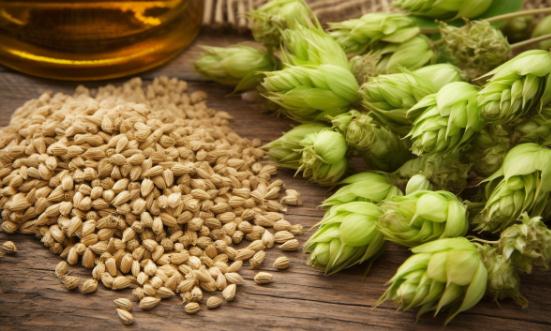 2024麦芽行业市场评估及进出口市场分析