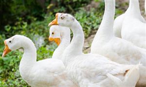 黑龙江：铁锅炖大鹅热销 百亿大产业迎来新机会 鹅养殖行业市场深度调研分析报告