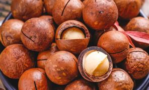 超级隐藏特产 全球最大的夏威夷果种植基地 在中国这里 夏威夷果行业市场深度分析报告