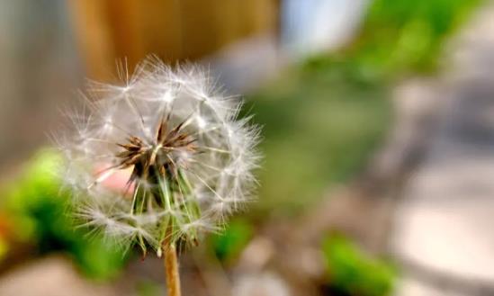 蒲公英市场价值与价格走势分析2024