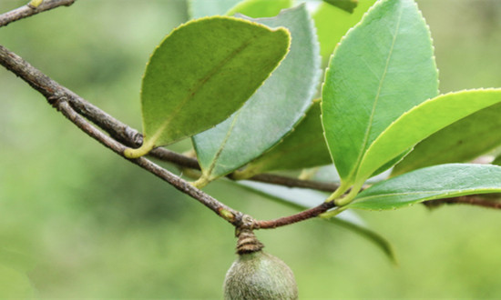 山茶籽行业市场现状及未来战略前景分析2024