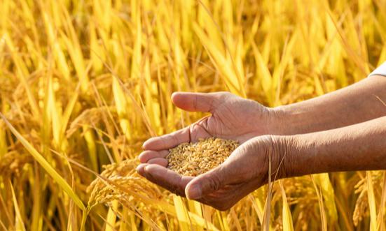 农村信息化行业政策及发展趋势分析2024