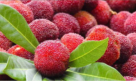 杨梅行业报告 杨梅产业发展分析