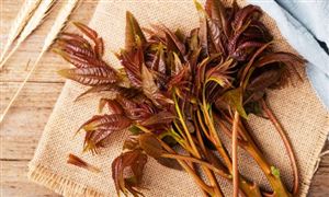 2024年中国香椿种植行业市场发展现状及发展趋势分析