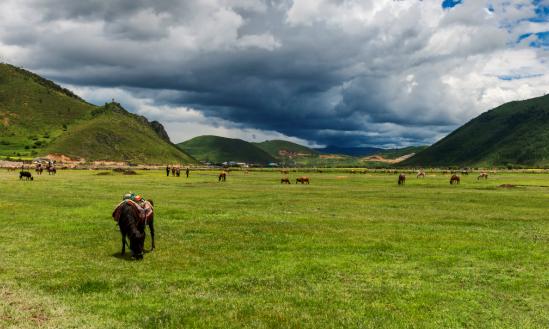 2023年云南高原特色农业发展质效提升  经济作物播种面积为4474.17万亩?
