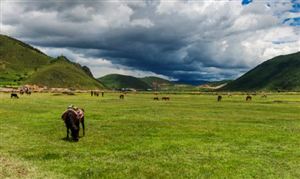 2023年云南高原特色农业发展质效提升  经济作物播种面积为4474.17万亩?