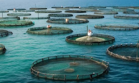 深海养殖市场规模及细分市场发展趋势预测2024