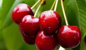 销售一空 年产值近百亿元 与车厘子争市场谁更抢手 樱桃果树行业分析报告