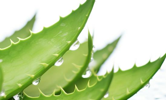 我国芦荟行业开发利用前景广阔  芦荟产业现状分析