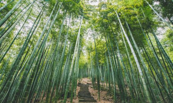 竹材行业进出口市场分析 竹材行业未来发展前景2024