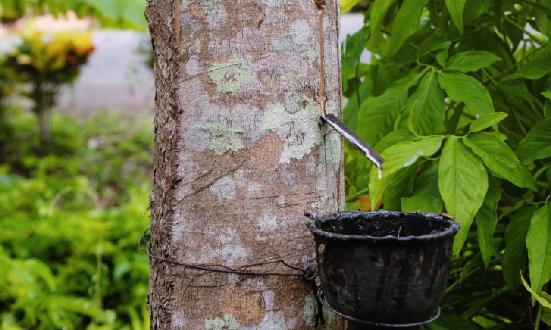 橡胶种植行业政策和市场环境良好 橡胶种植行业发展前景如何?