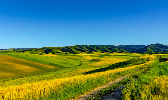 发展观光农业旅游前景广阔 观光农业行业现状及市场发展分析