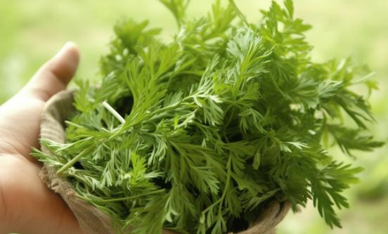 2024艾草产业发展现状及市场供需格局分析