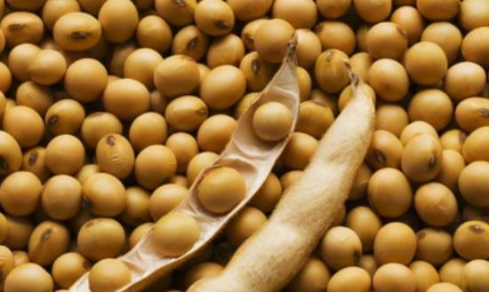 2024大豆加工发展前景及投资：做强大豆产业推动区域经济发展