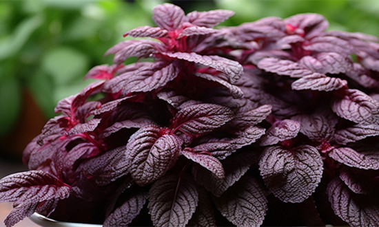 叶醇行业市场发展及未来规模预测分析