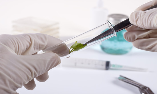 行业分析：2024年中央一号文件公布 生物育种产业链有望扩面提速