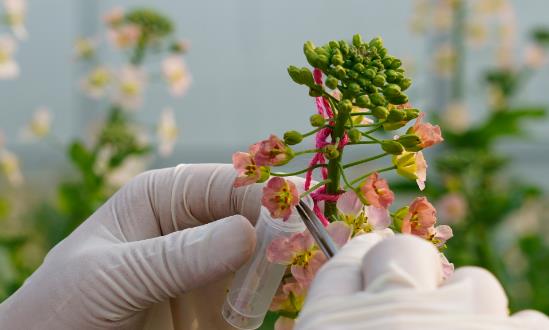 2024高通量、智能化促进高质量生物育种创新应用生物育种行业投资机会：