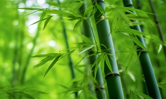 竹纤维行业市场深度调研分析报告2024