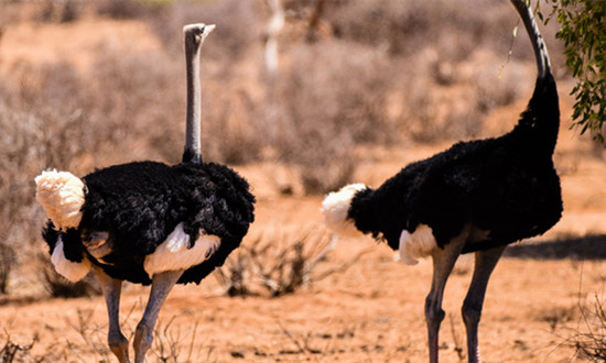 鸵鸟“鸵”起致富梦 鸵鸟养殖行业市场前景分析