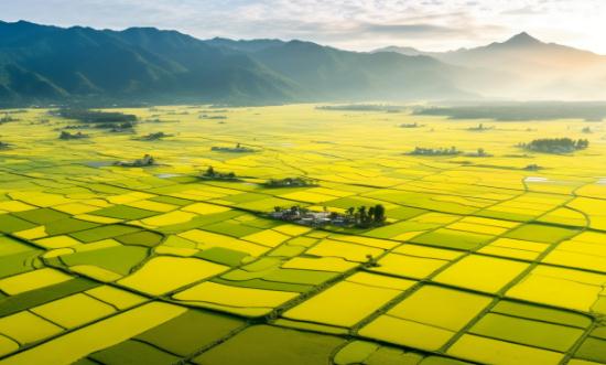 2024水稻种植产业现状及未来发展趋势分析