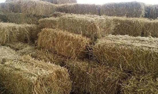 牧草饲料产业发展前景研究与方向：多元化、创新化、绿色化和国际化