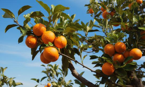 2024水果种植行业市场前瞻与未来投资战略分析