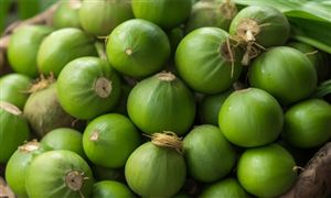 中国槟榔行业市场现状及面临的挑战分析