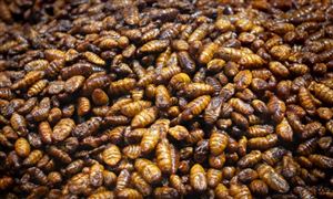 2024年中国昆虫蛋白行业市场发展现状及重点企业情况