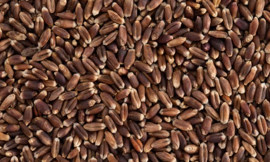 2024年中国黑小麦行业市场发展现状及竞争格局分析