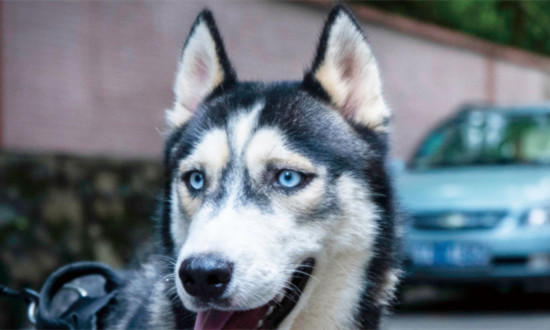 人用狂犬病疫苗属于刚性需求 狂犬疫苗行业格局及市场风险分析