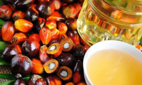 棕桐油行业发展分析与市场行情走势：棕榈油涨势可期