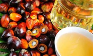 棕桐油行业发展分析与市场行情走势：棕榈油涨势可期