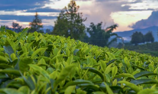 普洱茶行业市场深度调研报告2024