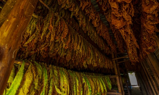 2024年烟叶市场发展现状及重点企业情况