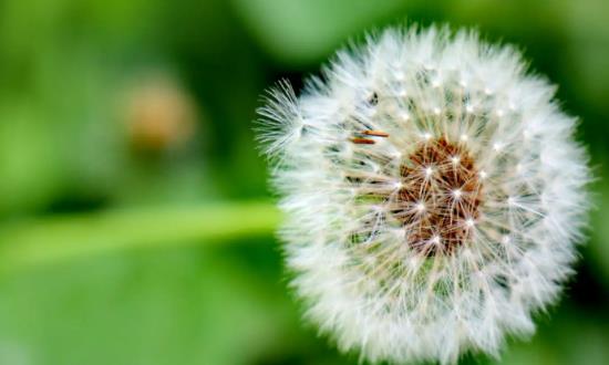 蒲公英行业发展前景研究：预计到2025年全球蒲公英市场规模将达20亿美元