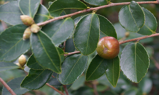 2024年油茶种植已全面展开 油茶种植行业市场战略前景分析