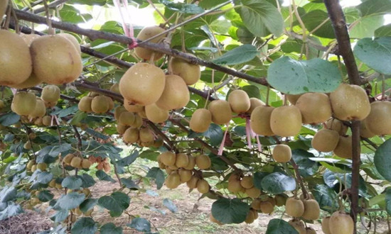 猕猴桃市场如何?中国猕猴桃种植情况调研分析