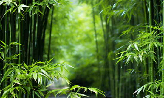 湖南启动竹产业高质量发展“五年行动” 竹子行业市场发展前景及深度分析