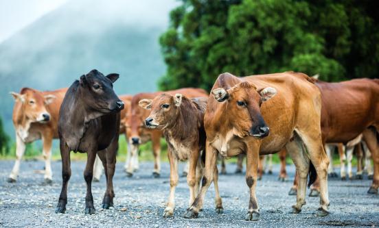 2024牛冻精行业未来市场预测及投资机会分析